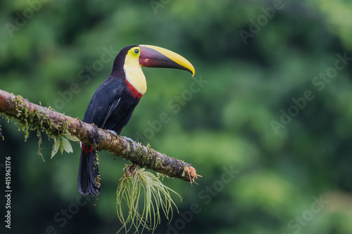 Bird with open bill, Chesnut-mandibled Toucan sitting on the branch in tropical rain with green jungle in background. Wildlife scene from nature.