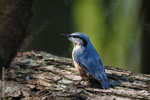 The Eurasian nuthatch or wood nuthatch (Sitta europaea) is a small passerine bird found throughout the Palearctic and in Europe, where its name is the nuthatch.
