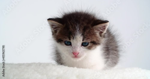 Sleepy blue eyed small kitten on white table and background