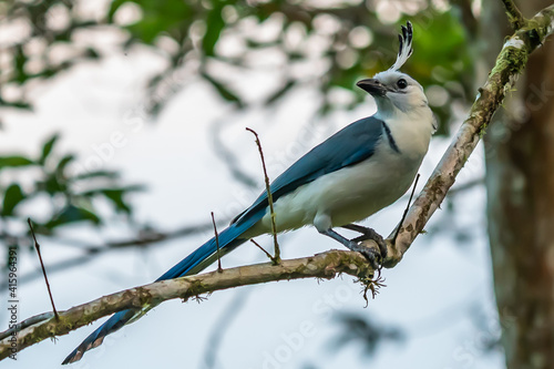 White-throated Magpie Jay in Costa Rica photo