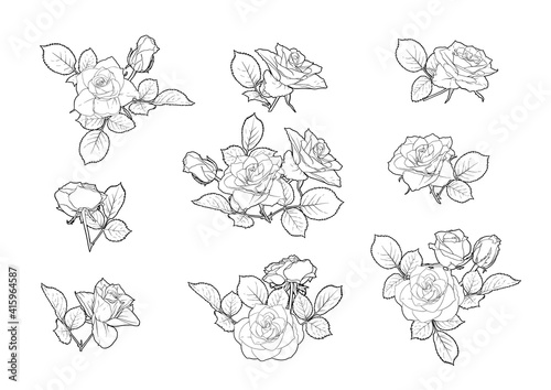 Roses flowers Clip art, set of elements for design Outline hand drawing vector illustration. Graphic drawing, engraving style. Vector illustration. Isolated on white background..