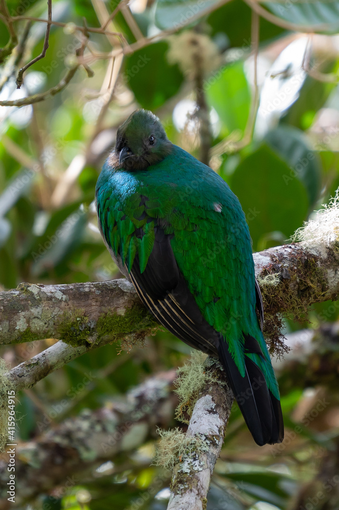 Fototapeta premium Resplendent Quetzal, Pharomachrus mocinno, Savegre in Costa Rica, with green forest in background. Magnificent sacred green and red bird. Birdwatching in jungle.