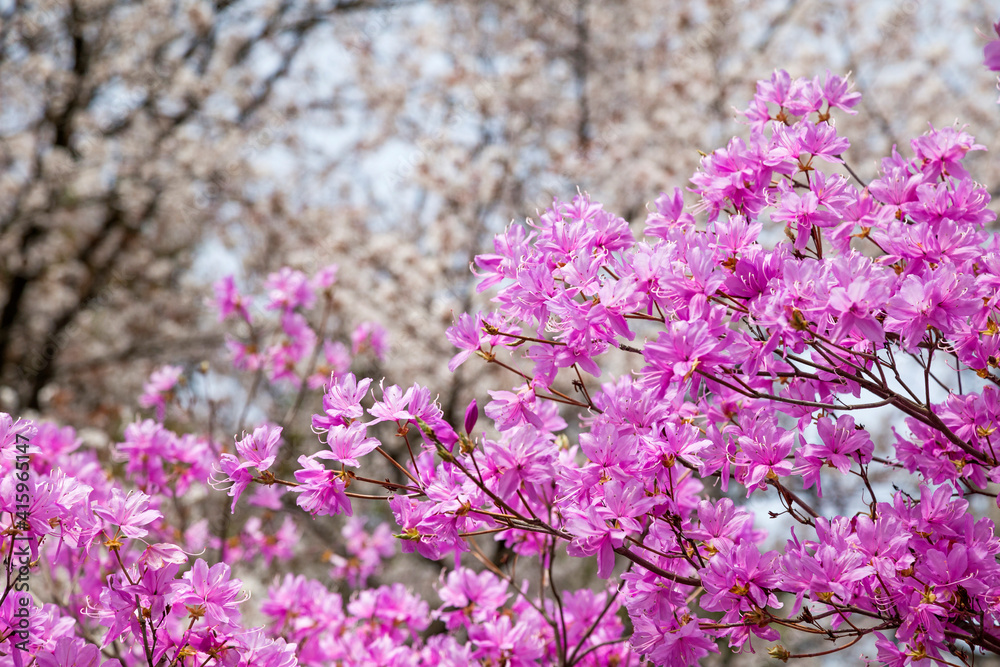 Obraz premium Pink azalea flower in spring.