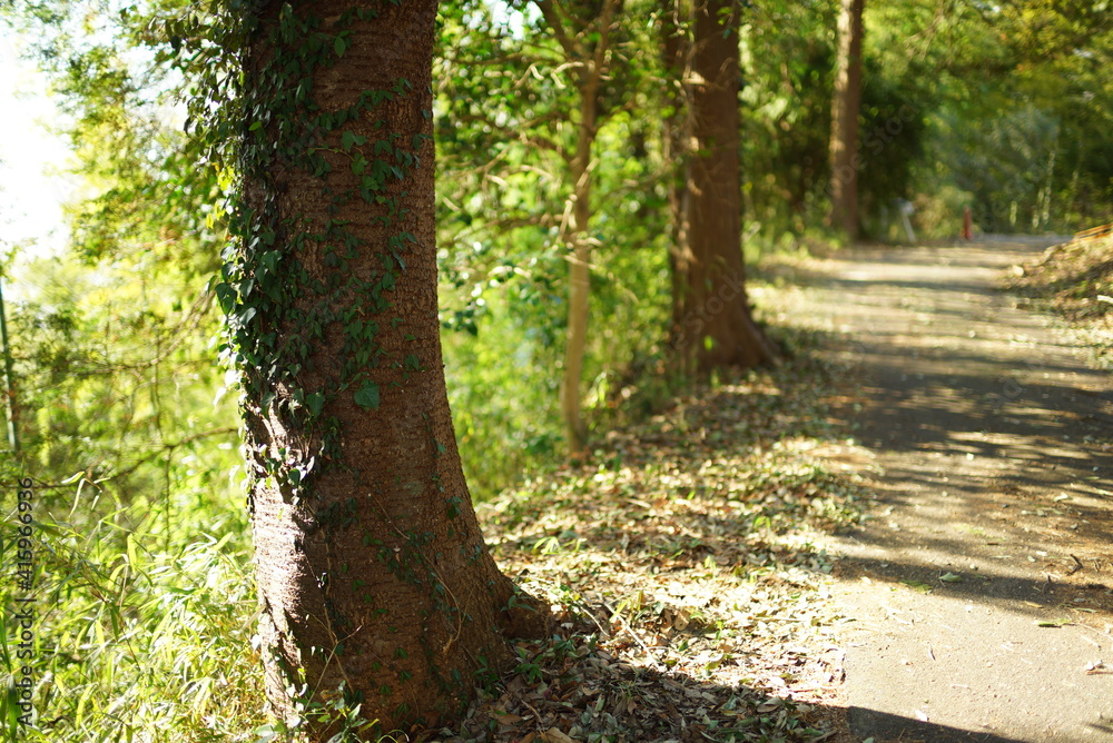 Naklejka premium 登山中の道の景色③