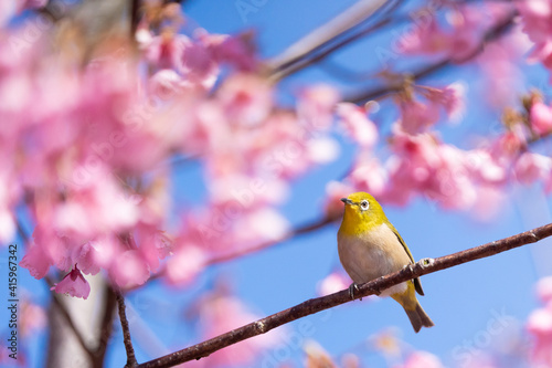 河津桜とめじろ