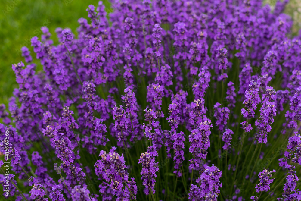 Beautiful summer flowers