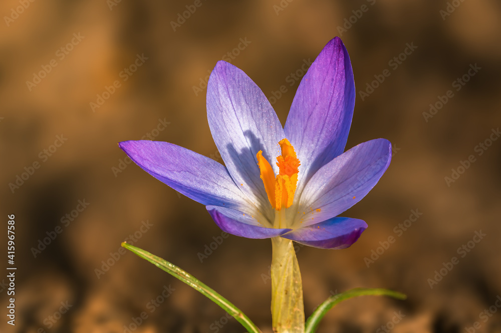 Early bloomers in the spring garden Early bloomers in the spring garden