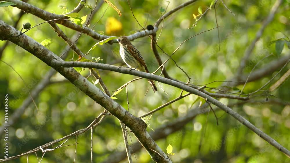 Beautiful small bird standing on a tree branch and cleaning it peak Beautiful small bird standing on a tree branch and cleaning it peak