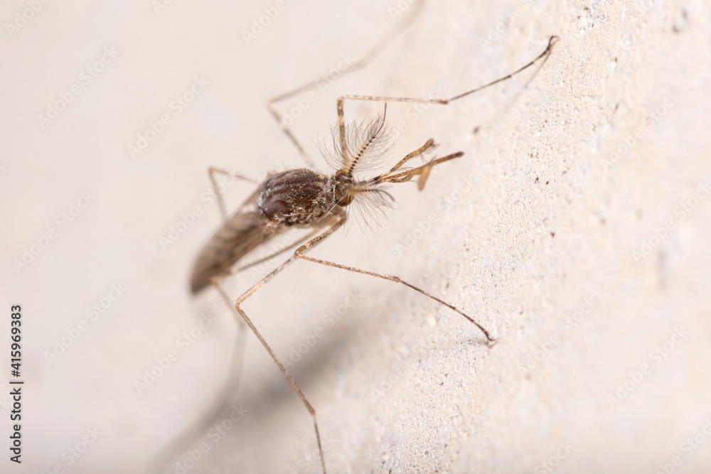 Nonbiting midge Chironomus sp. posed on a concrete wall. High quality photo Nonbiting midge Chironomus sp. posed on a concrete wall. High quality photo