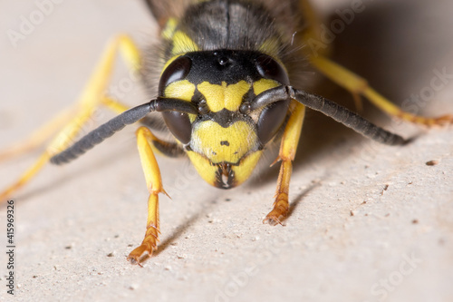 Vespula germanica wasp posed on a concrete wall. High quality photo