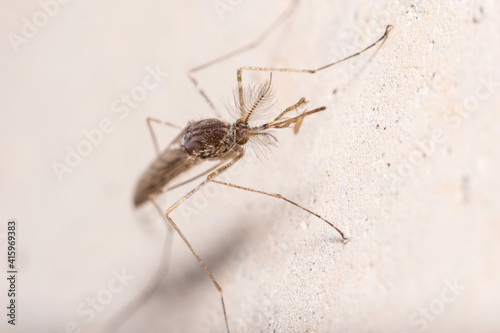 Nonbiting midge Chironomus sp. posed on a concrete wall. High quality photo