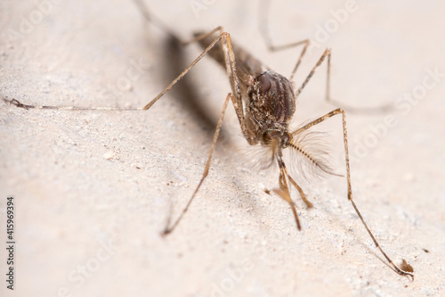 Nonbiting midge Chironomus sp. posed on a concrete wall. High quality photo