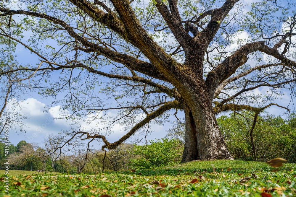 Tropical big rain tree plant on green grass field against blue sky use for natural background, Branches and leaves of the Samanea saman tree in the park . Tropical big rain tree plant on green grass field against blue sky use for natural background, Branches and leaves of the Samanea saman tree in the park .