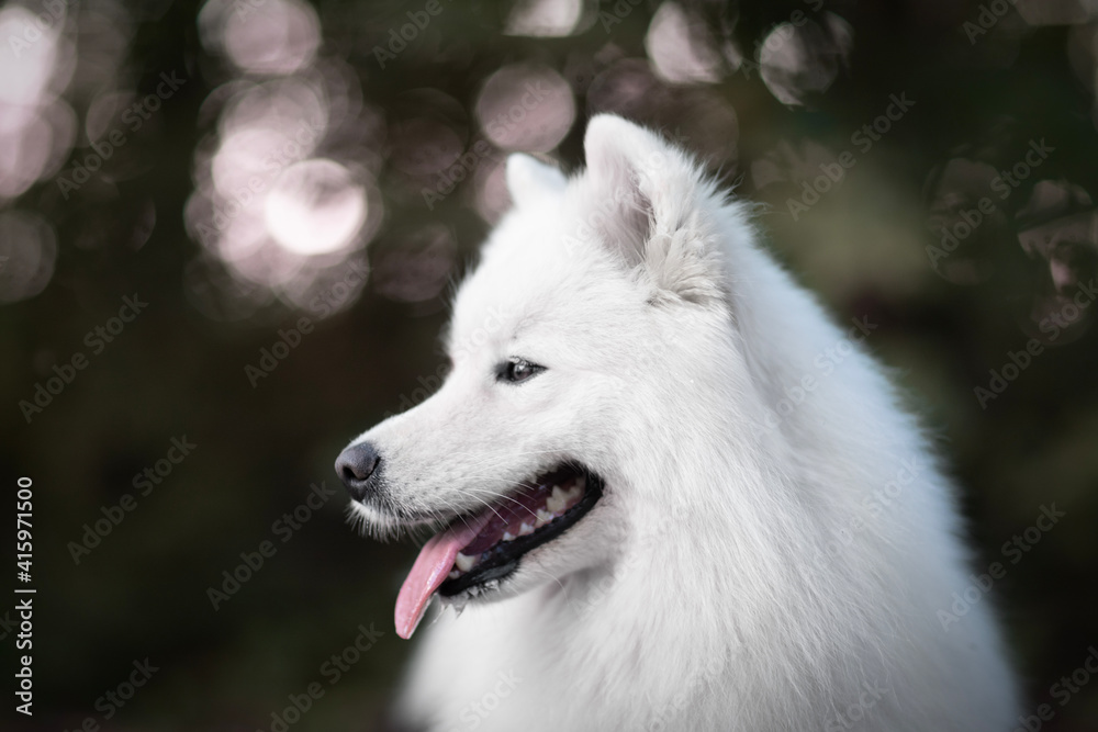 Detail Picture Samoyed Head