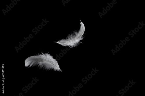 Feather Abstract. Soft And Light Feather Falling Down In The Dark.