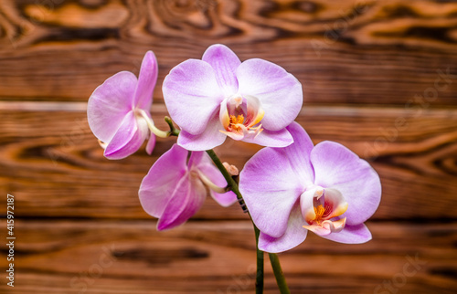 Fototapeta Naklejka Na Ścianę i Meble -  A branch of purple orchids on a brown wooden background
