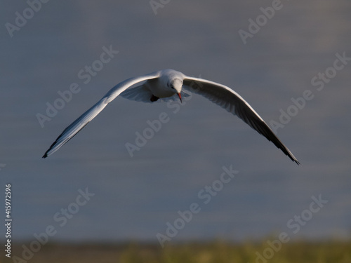 Gaviota Reidora