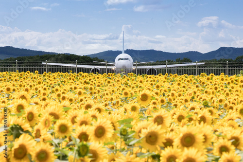女満別空港のひまわり畑