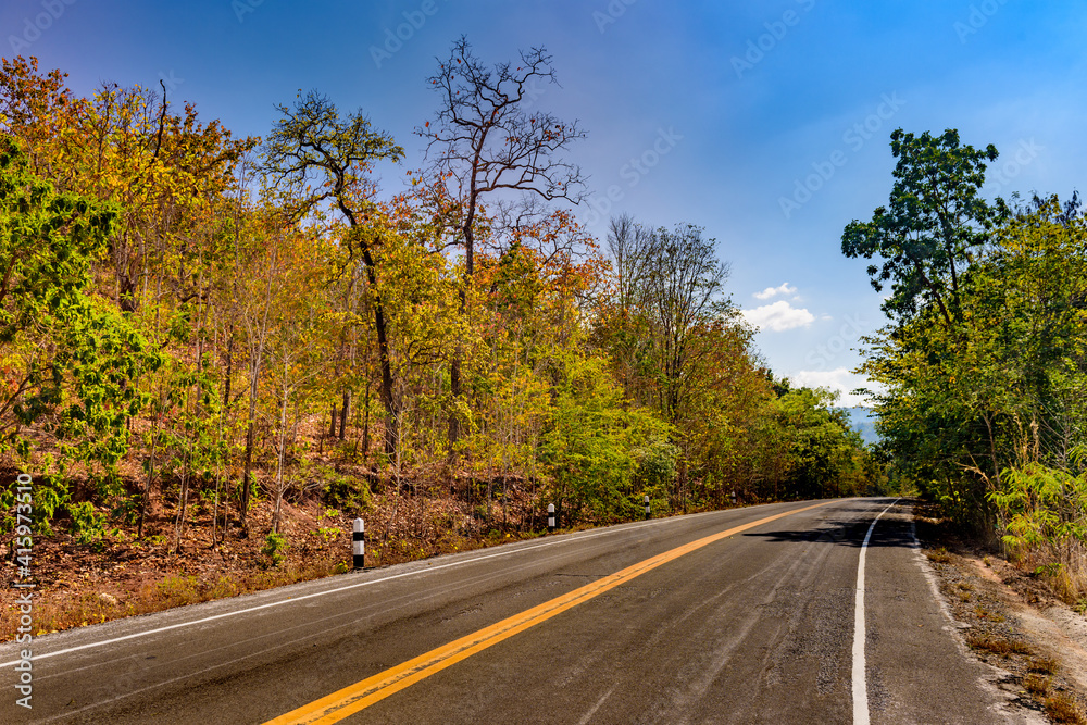 Road and forest color  on both sides