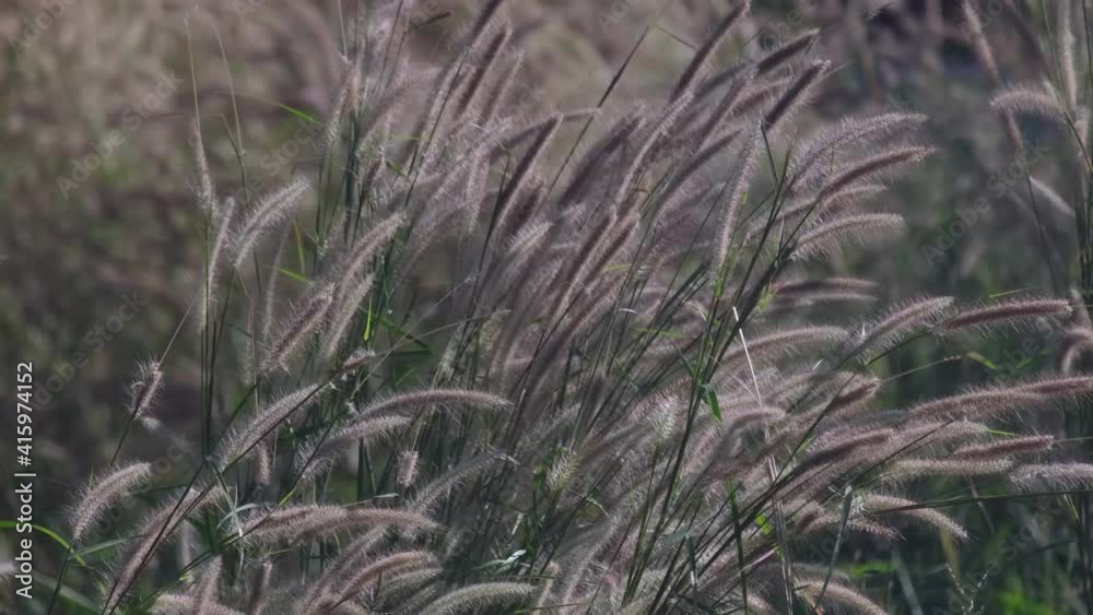 The grass swaying in the wind. Silver grass flower blowing in the wind, silver grass flower sway in the wind.