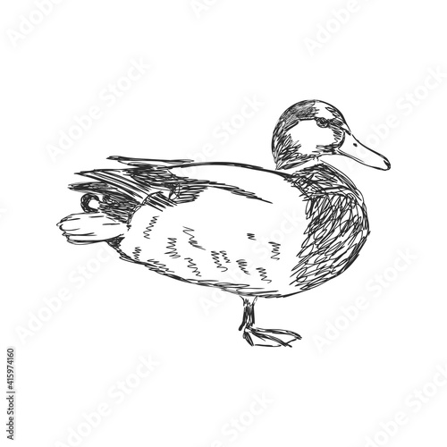 Hand drawn duck animal vector illustration. Sketch isolated on white background with pencil and label banner. duck, vector sketch on a white background