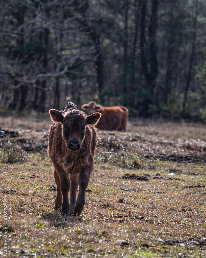 Cute young Angus calf in portrait with negative space Cute young Angus calf in portrait with negative space