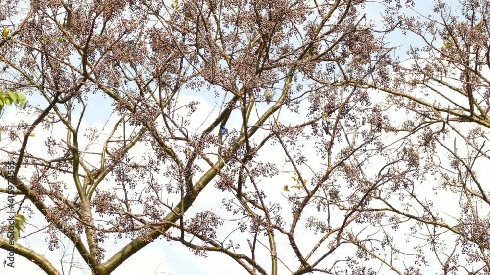 Tree branches moving in the wind, with birds flying around, in a Panama forest, on a sunny day Tree branches moving in the wind, with birds flying around, in a Panama forest, on a sunny day