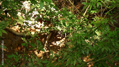 Wallpaper Mural Blue-crowned Motmot, momotus momota, Panama; an individual hiding within the foliage on the right hand corner of the frame, looks around and suddenly flies to the ground to snatch its prey. Torontodigital.ca