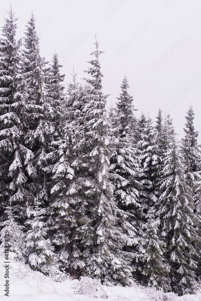 Trees covered with snow on a mountain slope. Trees covered with snow on a mountain slope.