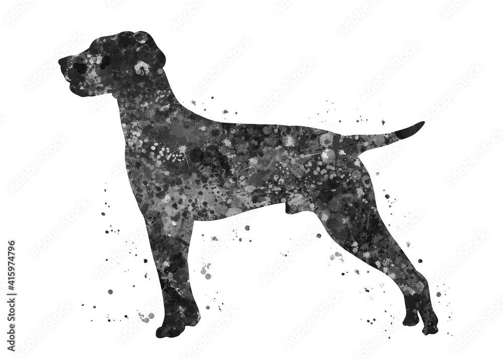 Hungarian Vizsla Dog black and white watercolor, abstract painting. Watercolor illustration rainbow, colorful, decoration wall art. Hungarian Vizsla Dog black and white watercolor, abstract painting. Watercolor illustration rainbow, colorful, decoration wall art.