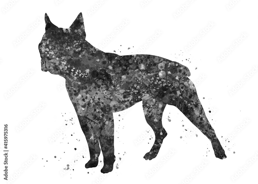Boston terrier Dog black and white watercolor, abstract painting. Watercolor illustration rainbow, colorful, decoration wall art. Boston terrier Dog black and white watercolor, abstract painting. Watercolor illustration rainbow, colorful, decoration wall art.
