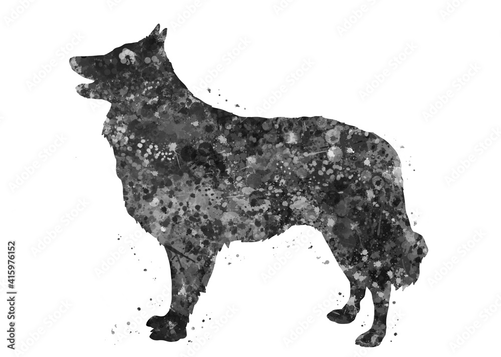 Schipperke Dog black and white watercolor, abstract painting. Watercolor illustration rainbow, colorful, decoration wall art. Schipperke Dog black and white watercolor, abstract painting. Watercolor illustration rainbow, colorful, decoration wall art.