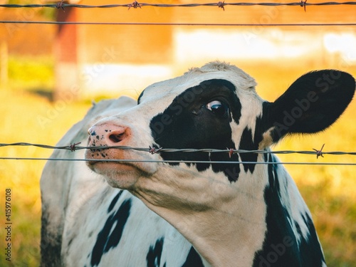 A Beautiful Cow