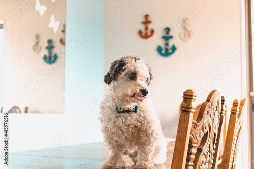 Hypoallergenic Dog on Table
