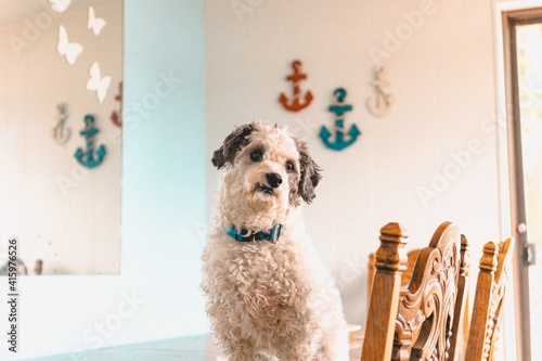 Hypoallergenic Dog on Table