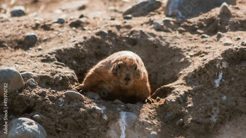 prairie dog 