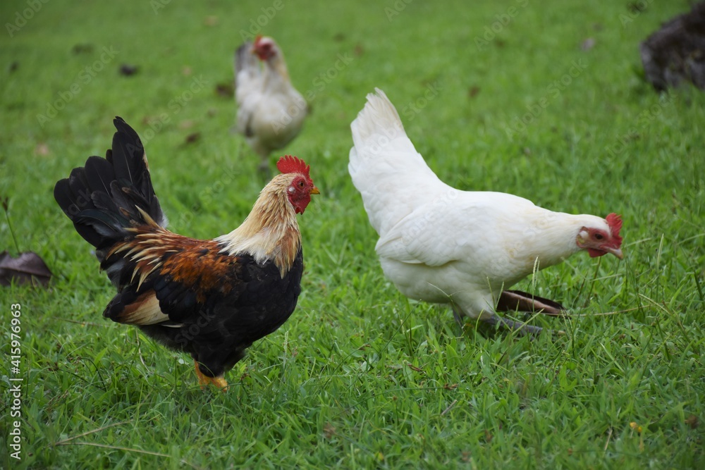 Fototapeta premium rooster and hen