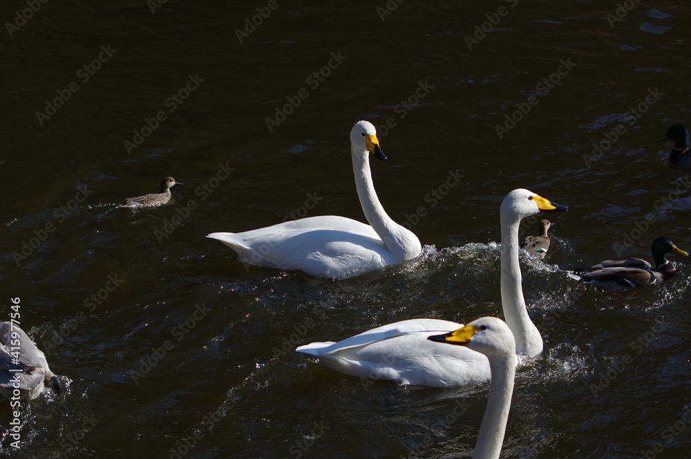 Obraz premium 厳しい寒さを避けて越冬で飛来地へと渡ってきた、美しい白い羽毛のオオハクチョウ