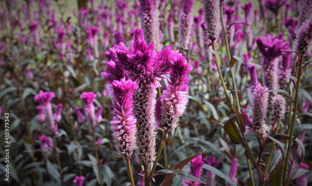 Obraz premium purple meadow