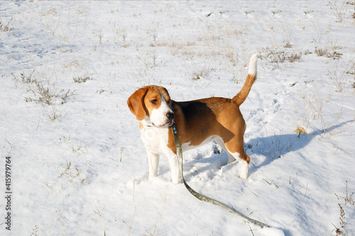 a beagle puppy walks on a snowy meadow in winter