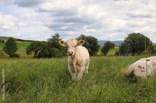 Small white cow standingi n a field in rural Germany on a spring day. photo