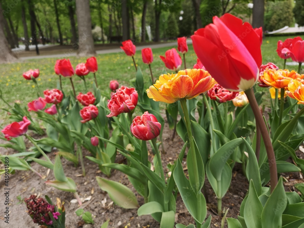 Blooming red and yellow tulips in the park close up