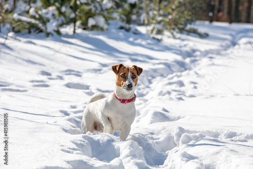 jack russell terrier hunting in snow drifts in the forest
