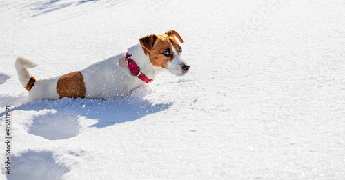 jack russell terrier hunting in snow drifts in the forest, horizontal,