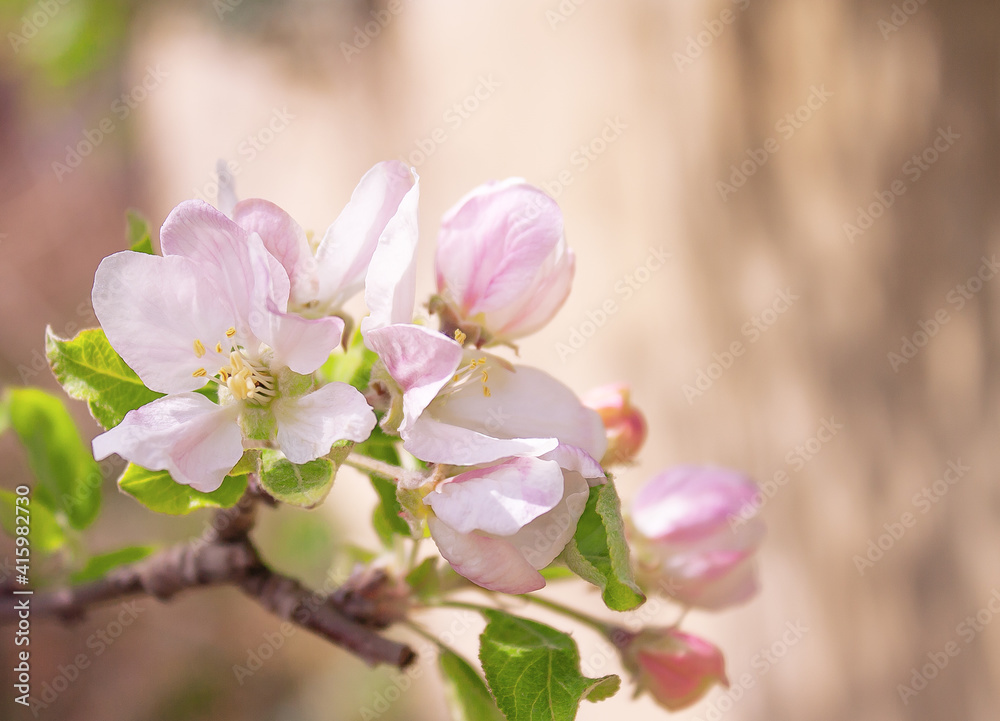 apple-tree flowers on a wall background with shadows apple-tree flowers on a wall background with shadows