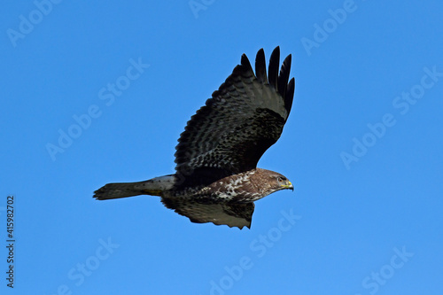 flying Common Buzzard (Buteo buteo) // fliegender Mäusebussard (Buteo buteo) photo