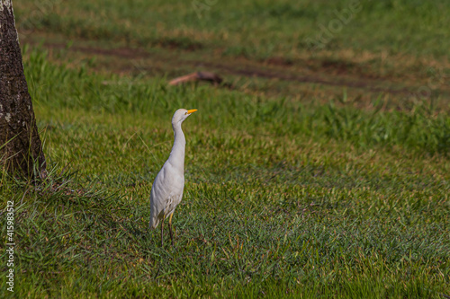 The egret stands in the low grass near a tree. The western cattle egret (white egyptian heron, Bubulcus ibis) is a bird Ardeidae family that lives in the tropics, subtropics and warm temperate zones.