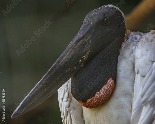 Portrait of the Brazilian Yabiru (Jabiru stork, J. mycteria) It is a large stork lives in grassland and wetlands near rivers and ponds in the South America. The name means 