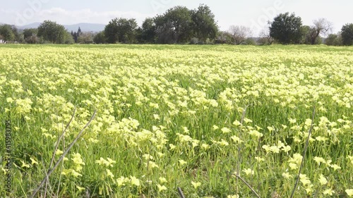 Close-up of yellow wildflowers called Vinaigrettes . In the background out of focus full of green wild plants with yellow flowers. Oxalis pes-caprae photo