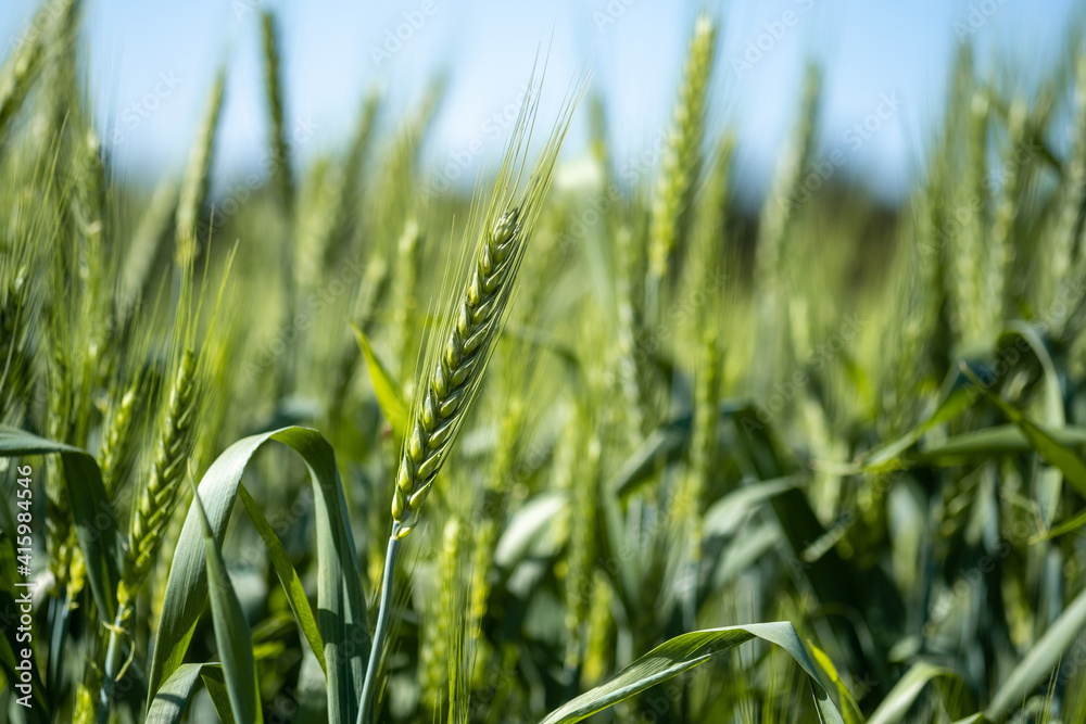 Fototapeta premium Close up shot of green wheat field